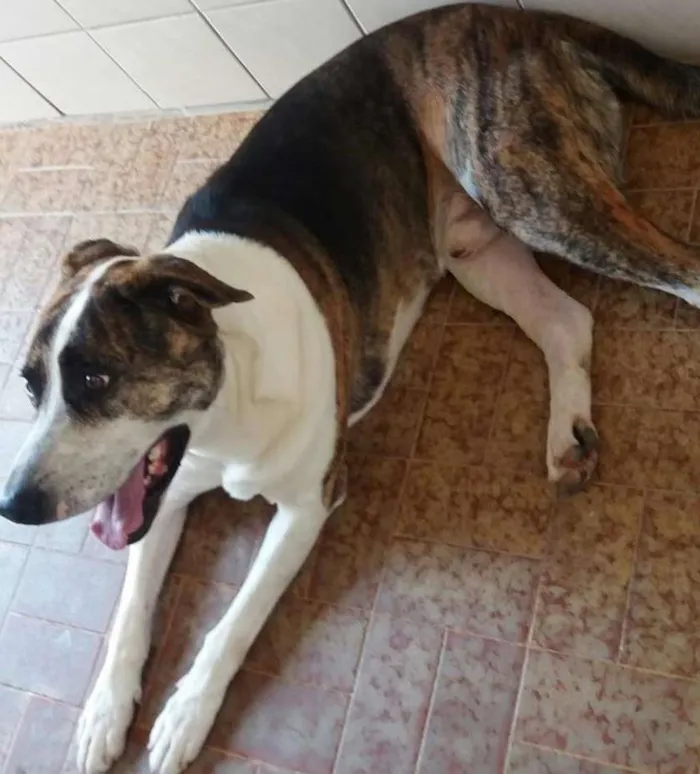 Cachorro ra a SRD idade 2 anos nome Amoroso