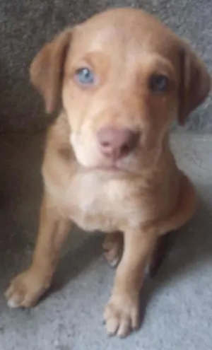 Cachorro raça SRD idade Abaixo de 2 meses nome Sem nome