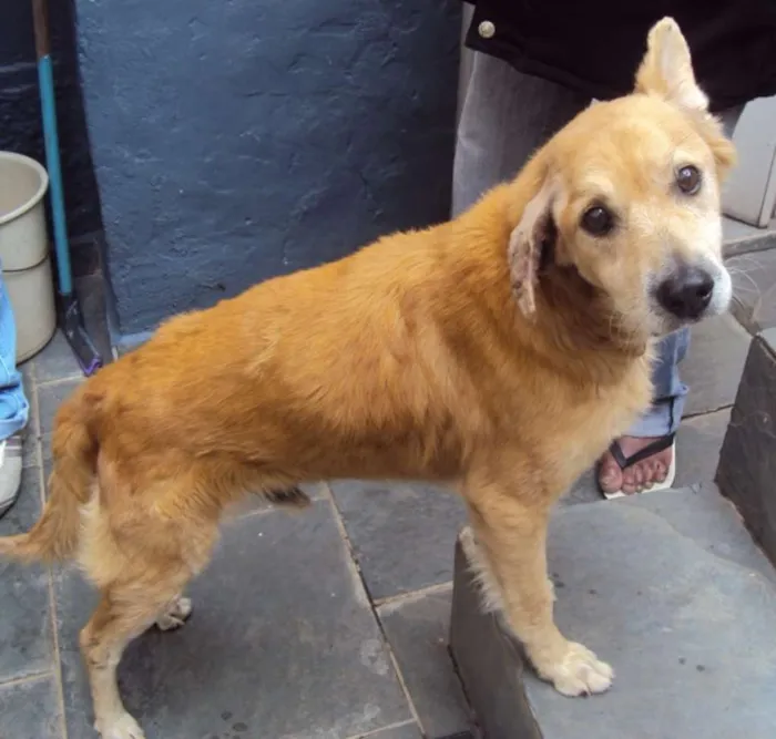 Cachorro raça SRD idade 6 ou mais anos nome Scooby