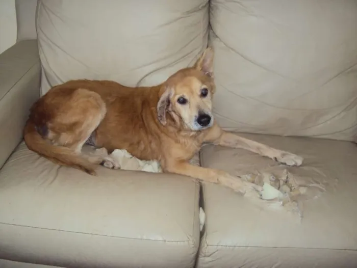 Cachorro raça SRD idade 6 ou mais anos nome Scooby