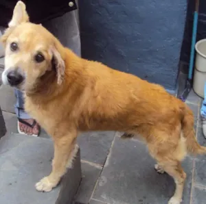 Cachorro raça SRD idade 6 ou mais anos nome Scooby