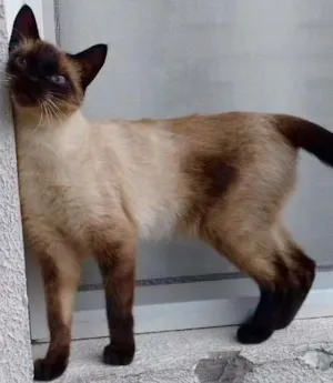 Cachorro raça SRD idade 7 a 11 meses nome Cat