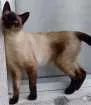 Cachorro raça SRD idade 7 a 11 meses nome Cat