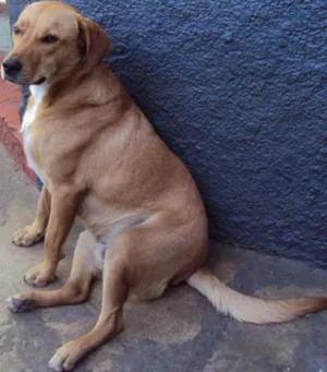 Cachorro raça SRD idade 3 anos nome Bethoven