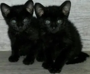 Gato raça  idade 2 a 6 meses nome À definir 