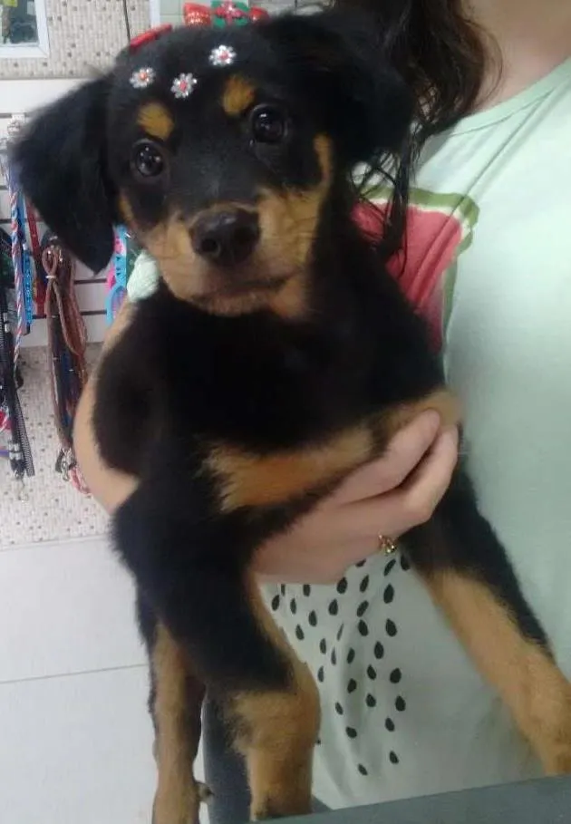 Cachorro ra a Viralata idade 2 a 6 meses nome Lili