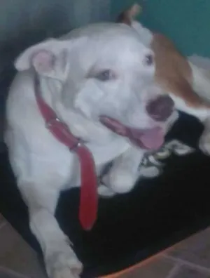 Cachorro raça vira lata idade 3 anos nome mailon