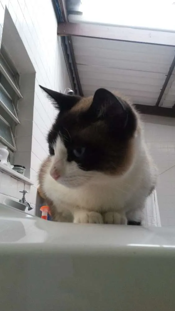 Gato ra a Srd idade 6 ou mais anos nome Juca/Yasmin/Amarelinho