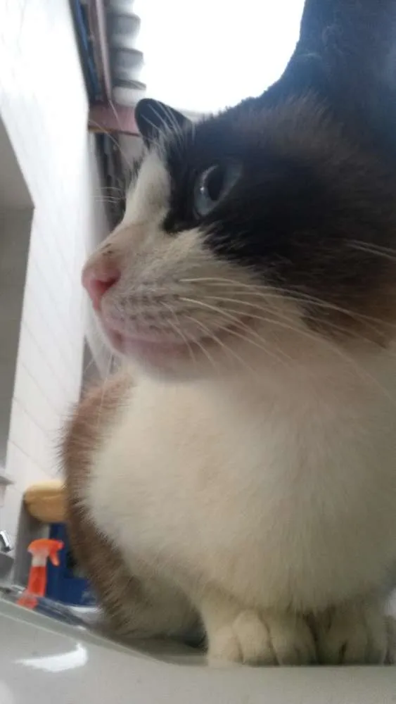 Gato ra a Srd idade 6 ou mais anos nome Juca/Yasmin/Amarelinho