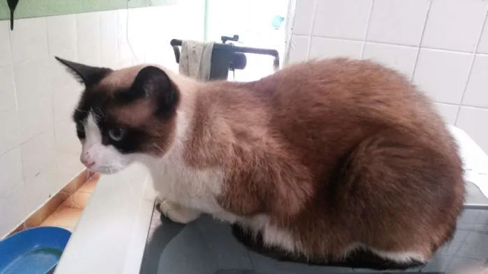 Gato ra a Srd idade 6 ou mais anos nome Juca/Yasmin/Amarelinho