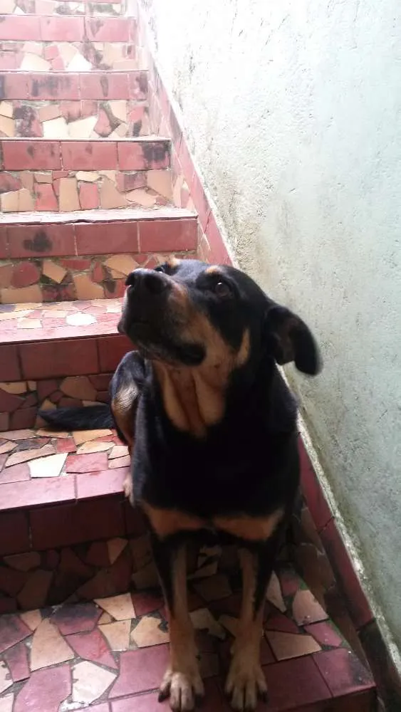 Cachorro ra a Srd idade 5 anos nome Preta