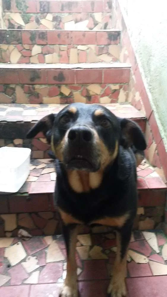 Cachorro ra a Srd idade 5 anos nome Preta