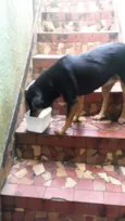 Preta