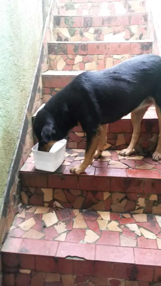 Cachorro ra a Srd idade 5 anos nome Preta