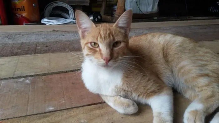 Gato ra a Srd idade 6 ou mais anos nome Juca/Yasmin/Amarelinho