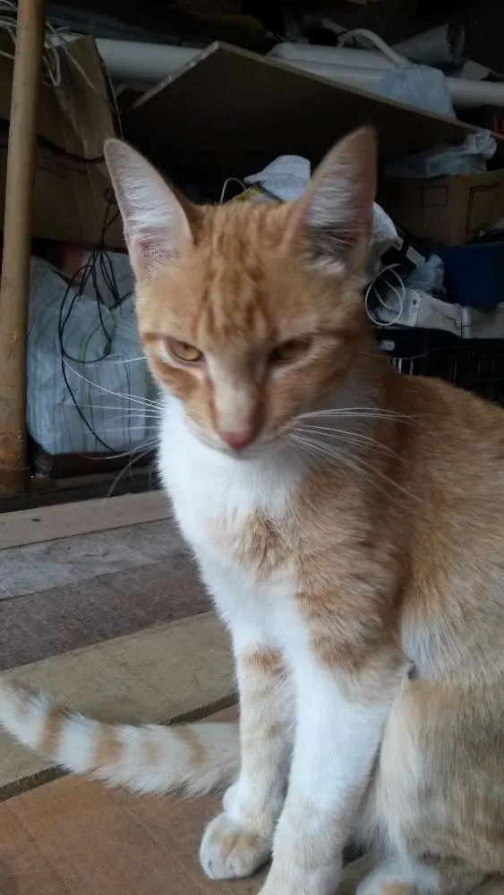 Gato ra a Srd idade 6 ou mais anos nome Juca/Yasmin/Amarelinho