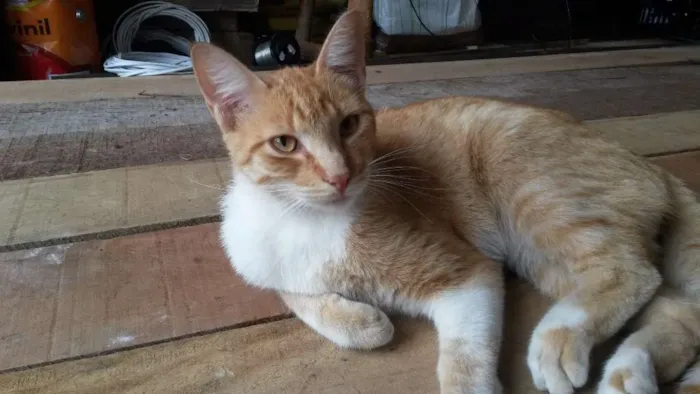 Gato ra a Srd idade 6 ou mais anos nome Juca/Yasmin/Amarelinho