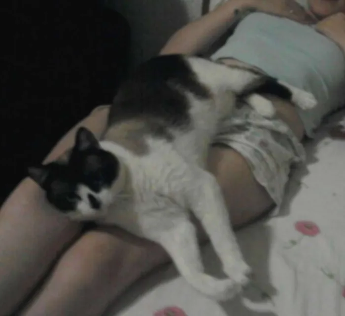 Gato ra a Srd idade 6 ou mais anos nome Juca/Yasmin/Amarelinho