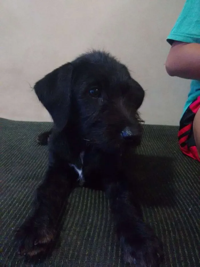 Cachorro ra a Indefinida idade 2 a 6 meses nome Fulano