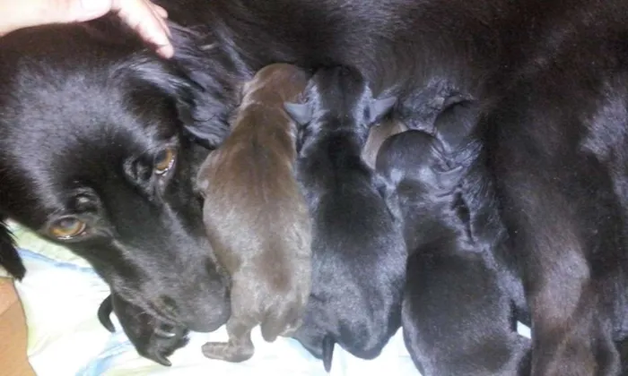 Cachorro ra a SRD idade Abaixo de 2 meses nome FILHOTES PARA ADOÇÃ