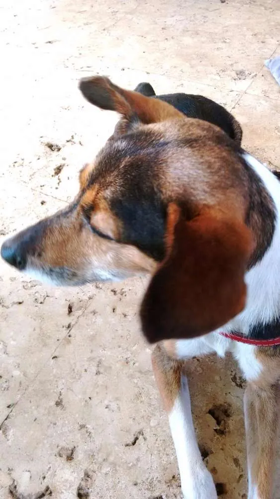 Cachorro ra a SRD idade 2 anos nome Belinha