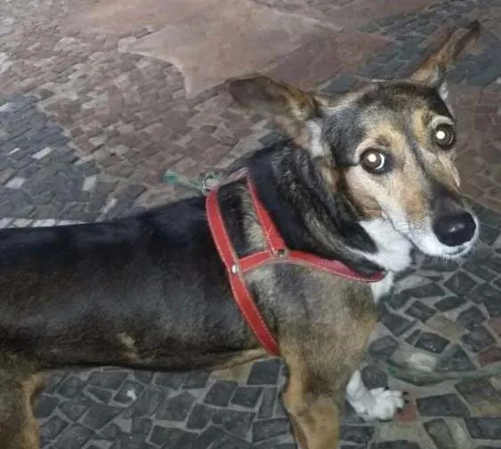 Cachorro ra a SRD idade 2 anos nome Belinha