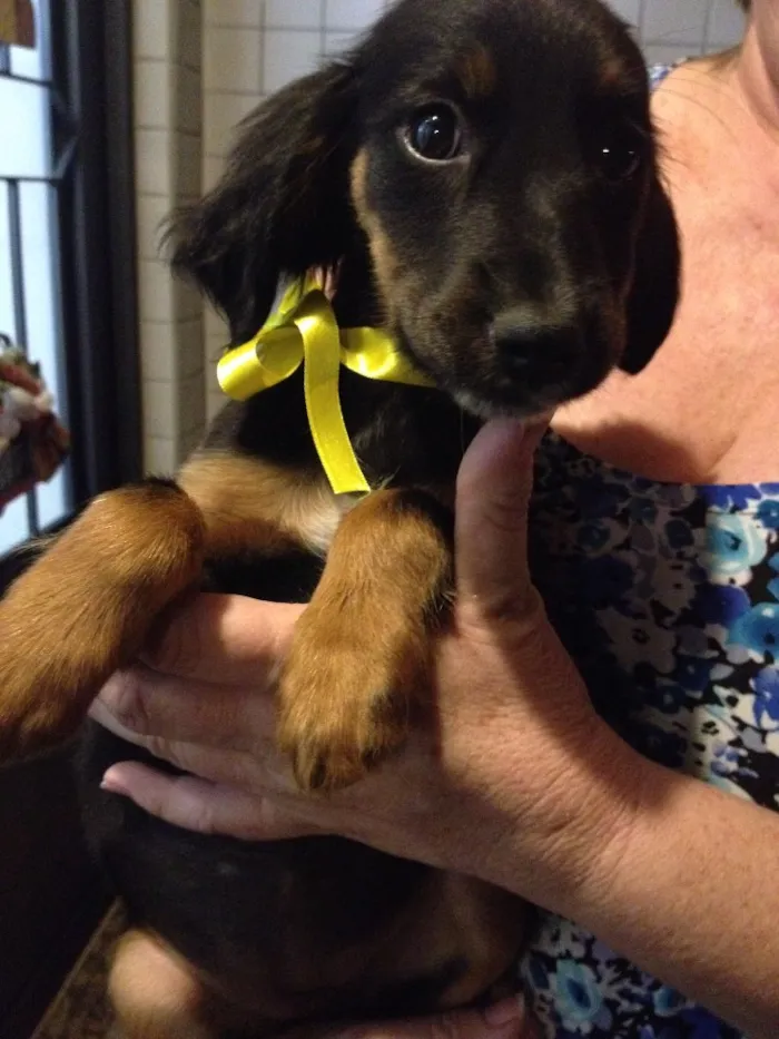 Cachorro ra a Vira lata idade 2 a 6 meses nome Sem nome