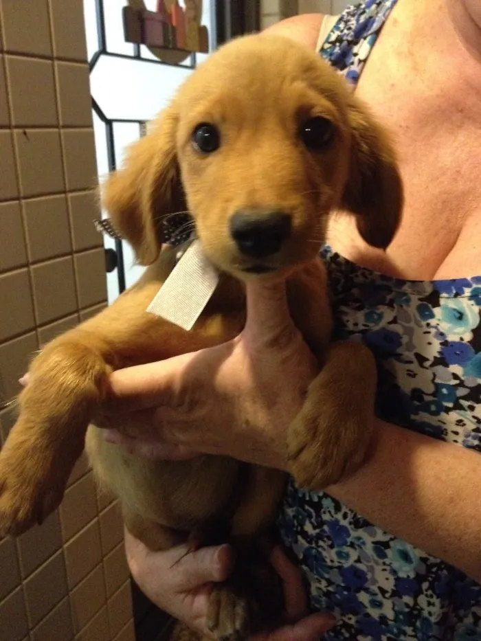Cachorro ra a Vira lata idade 2 a 6 meses nome Sem nome