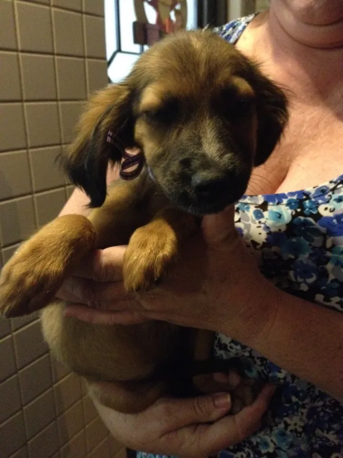 Cachorro ra a Vira lata idade 2 a 6 meses nome Sem nome