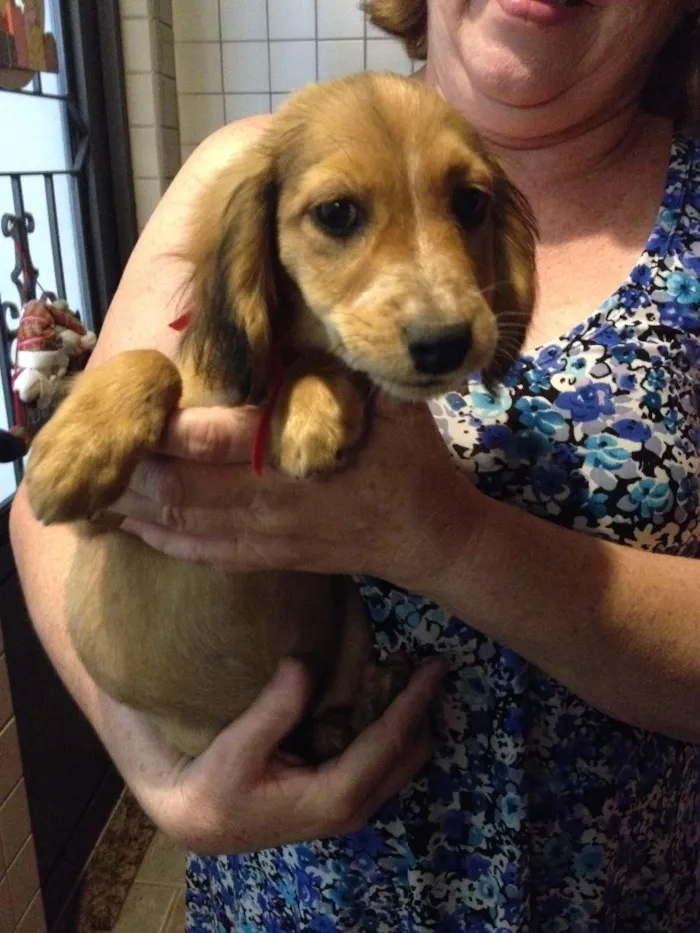 Cachorro ra a Vira lata idade 2 a 6 meses nome Sem nome