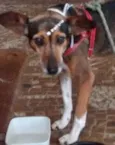 Belinha