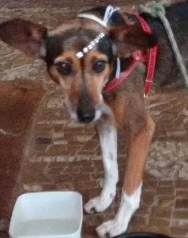 Cachorro ra a SRD idade 2 anos nome Belinha