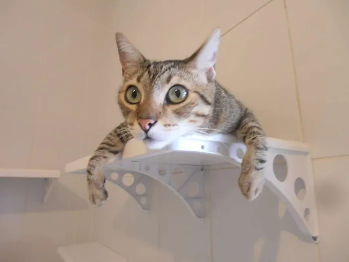 Gato ra a srd idade 3 anos nome AlmondJoy