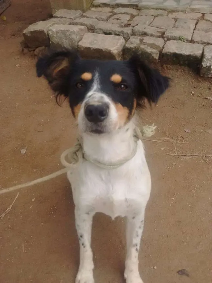 Cachorro ra a Srd idade 1 ano nome Sem nome 