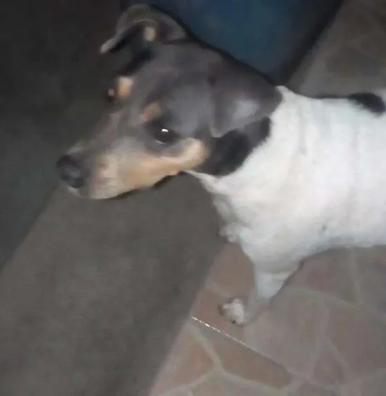 Cachorro raça Fox Paulistinha idade 3 anos nome Mag