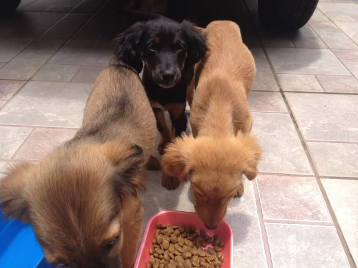 Cachorro ra a Vira lata idade 2 a 6 meses nome Sem nome