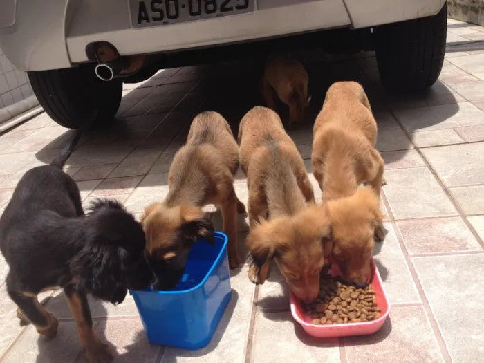 Cachorro ra a Vira lata idade 2 a 6 meses nome Sem nome