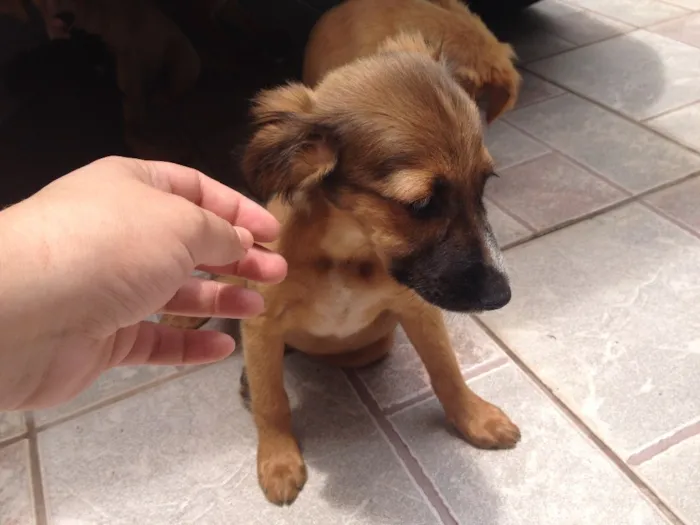 Cachorro ra a Vira lata idade 2 a 6 meses nome Sem nome