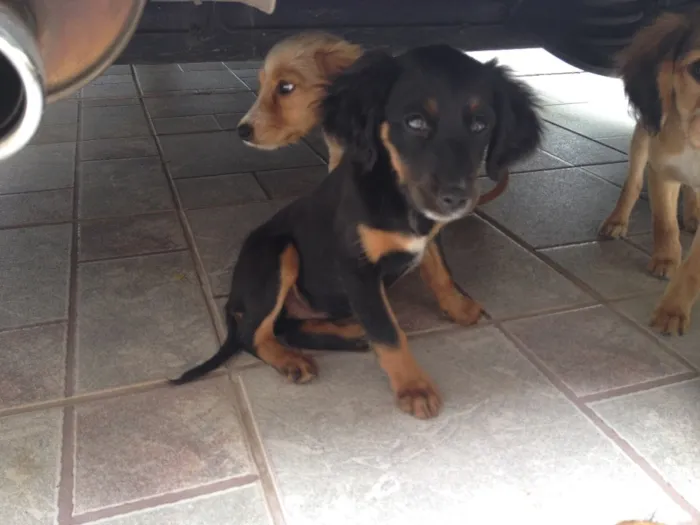 Cachorro ra a Vira lata idade 2 a 6 meses nome Sem nome