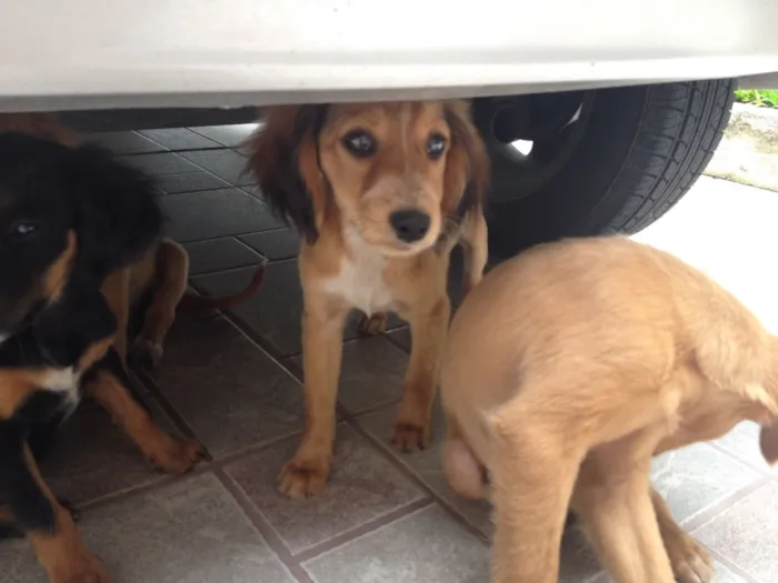 Cachorro ra a Vira lata idade 2 a 6 meses nome Sem nome