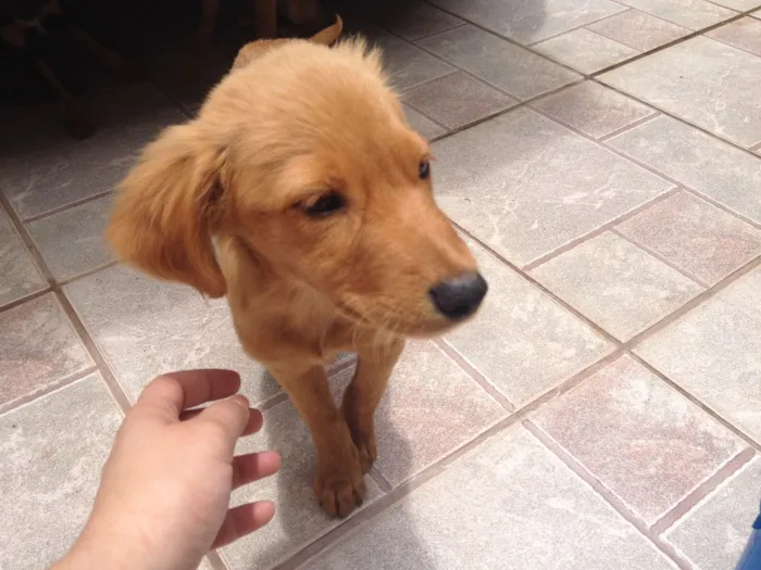 Cachorro ra a Vira lata idade 2 a 6 meses nome Sem nome