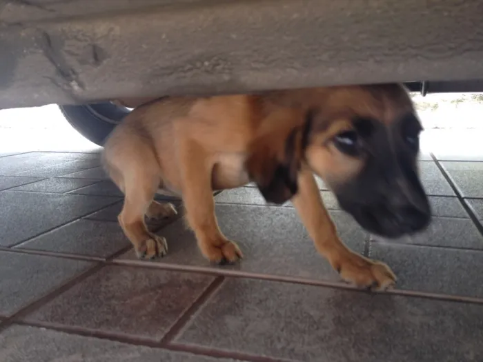 Cachorro ra a Vira lata idade 2 a 6 meses nome Sem nome