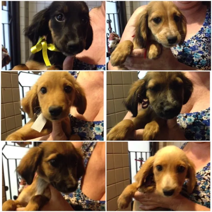 Cachorro ra a Vira lata idade 2 a 6 meses nome Sem nome