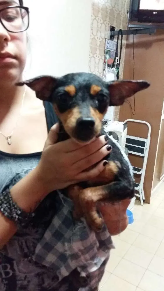 Cachorro ra a Pintcher idade 6 ou mais anos nome Não sei