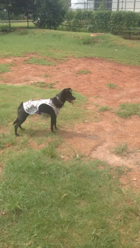 Cachorro ra a SRD - Vira-lata idade 4 anos nome PRETINHA