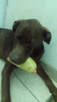 Não Tem