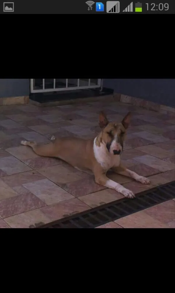 Cachorro ra a Bull terrier idade 2 anos nome Gaya