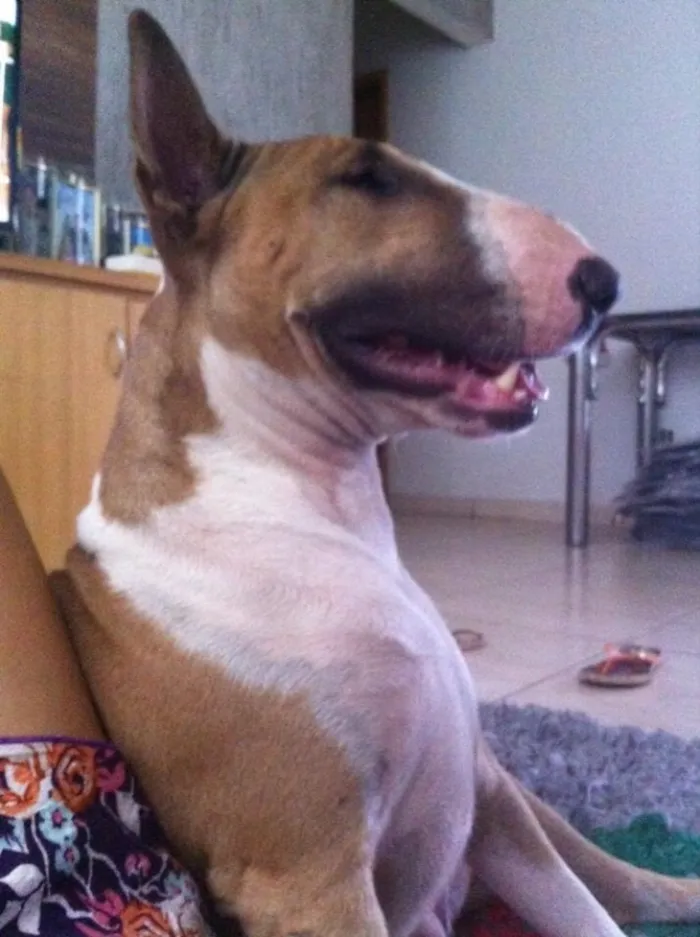 Cachorro ra a Bull terrier idade 2 anos nome Gaya