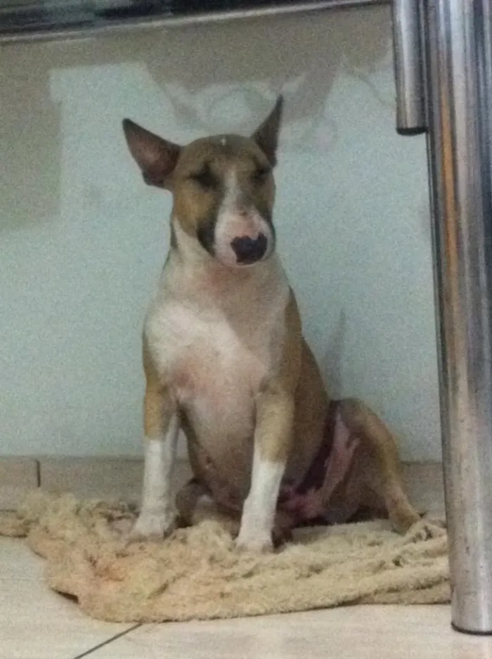 Cachorro ra a Bull terrier idade 2 anos nome Gaya