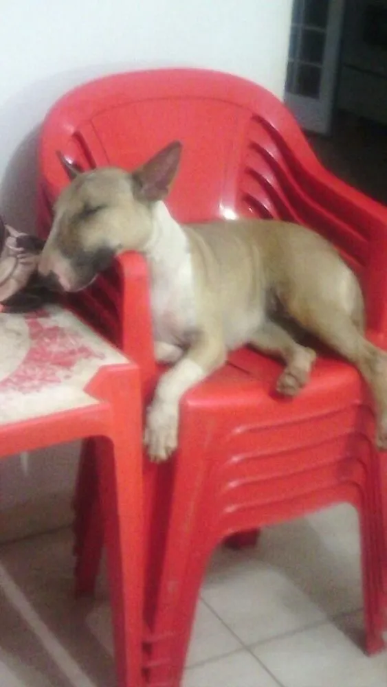 Cachorro ra a Bull terrier idade 2 anos nome Gaya